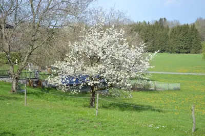 Ein Garten an der Unterkunft Biohof Auinger, der Tiererlebnishof