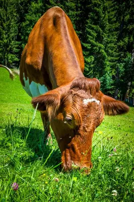 Tiere in der Ferienwohnung oder in der Nähe