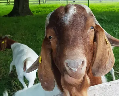Tiere im Bed & Breakfast oder in der Nähe
