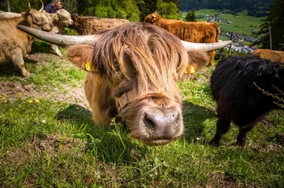 Tiere im Ferienhaus oder in der Nähe