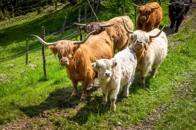 Tiere im Ferienhaus oder in der Nähe