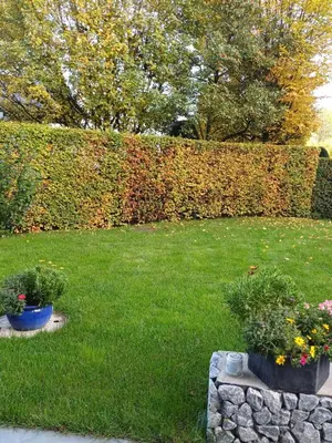 Ein Garten an der Unterkunft Ferienwohnung Claudia mit Terrasse
