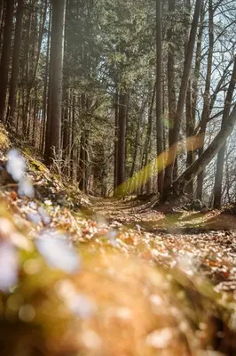 Naturlandschaft in der Nähe der Ferienwohnung